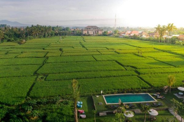 Rice field view from the sky