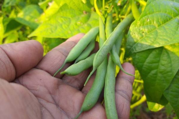 Green beans in organic farm