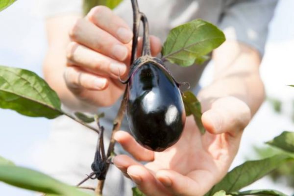 harvest black eggplant